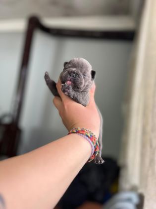 EGZOTİK FRENCH BULLDOG BEBEKLERİMİZ