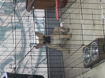 3-4 AYLIK DİŞİ FRENCH BULLDOG