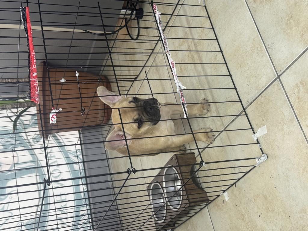 3-4 AYLIK DİŞİ FRENCH BULLDOG