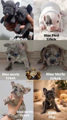 FRENCH BULLDOG KÖPEĞİMİZ