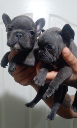FRENCH BULLDOG KÖPEĞİMİZ
