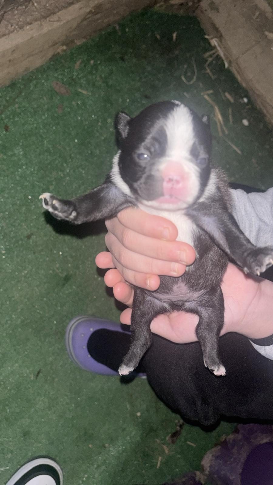 45 GÜNLÜK ERKEK FRENCH BULLDOG