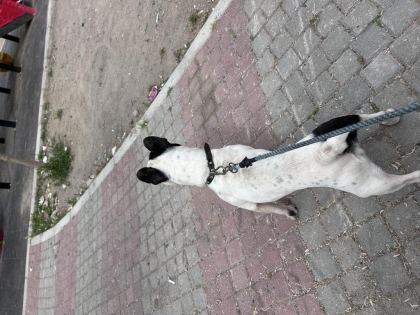 MAMA KARŞILIĞI SAHİPLENDİRİLECEK FRENCH BULLDOG