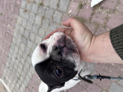 MAMA KARŞILIĞI SAHİPLENDİRİLECEK FRENCH BULLDOG