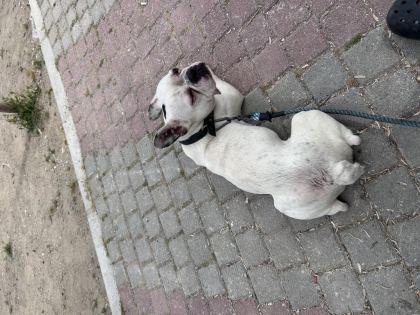 MAMA KARŞILIĞI SAHİPLENDİRİLECEK FRENCH BULLDOG