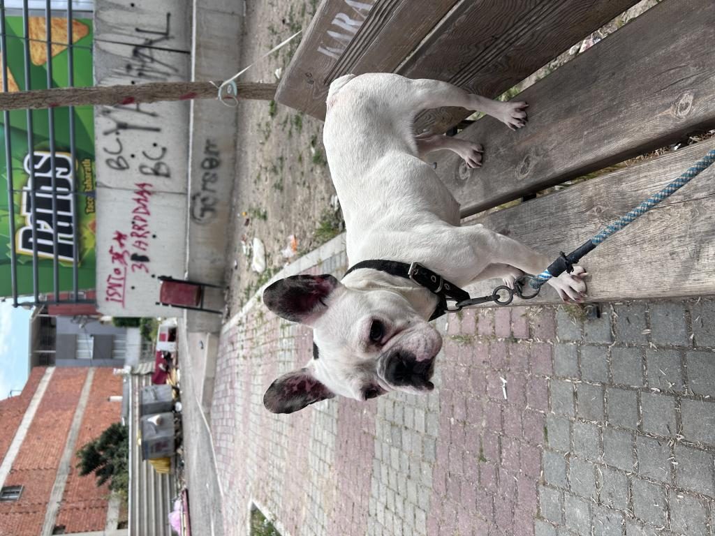 MAMA KARŞILIĞI SAHİPLENDİRİLECEK FRENCH BULLDOG