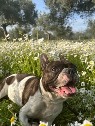 MAMA KARŞILIĞI SAHİPLENDİRİLECEK FRENCH BULLDOG