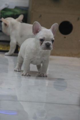 KALİTELİ FRENCH BULLDOG YAVRULAR