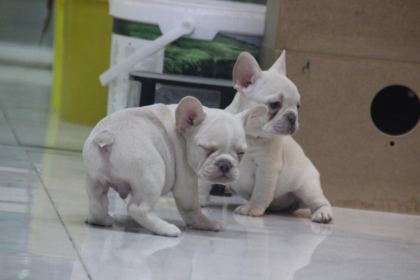 KALİTELİ FRENCH BULLDOG YAVRULAR