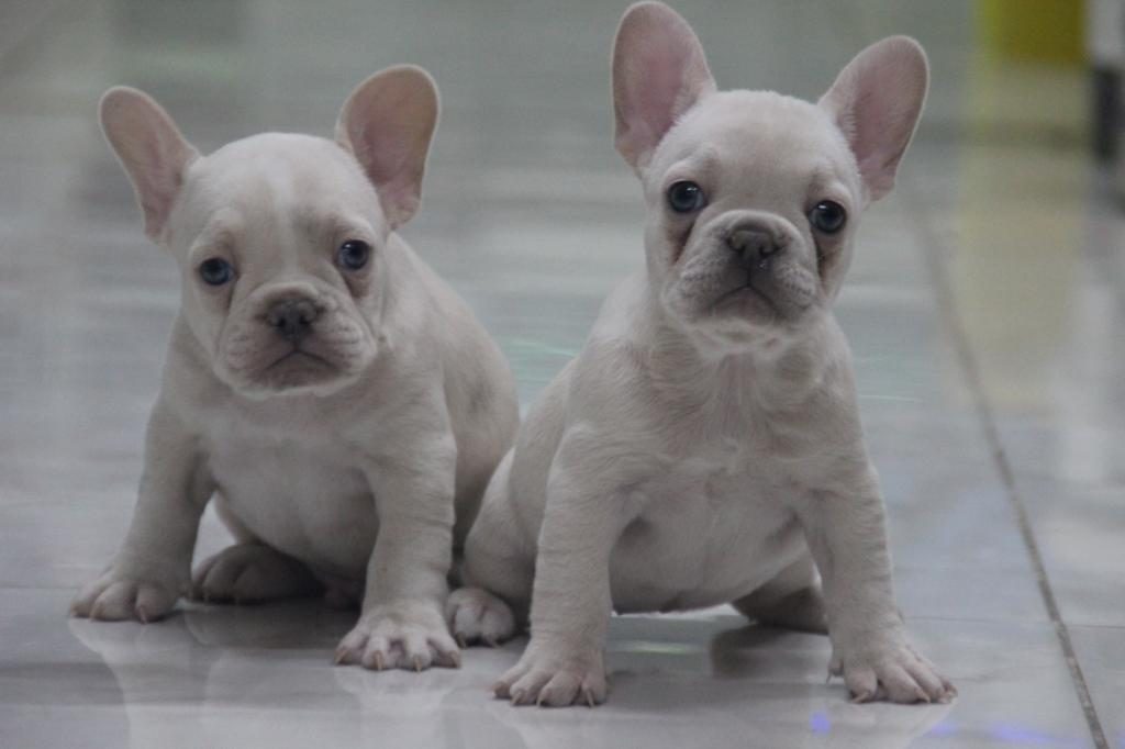 KALİTELİ FRENCH BULLDOG YAVRULAR