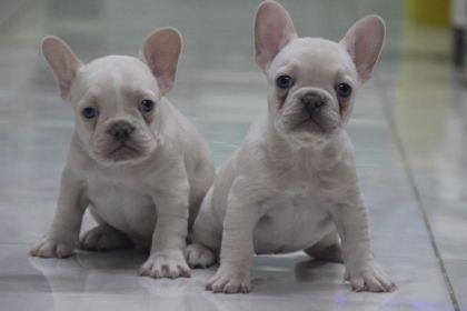KALİTELİ FRENCH BULLDOG YAVRULAR