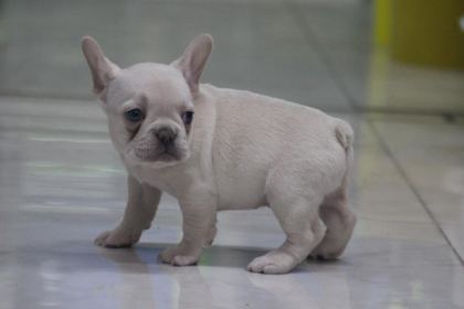 KALİTELİ FRENCH BULLDOG YAVRULAR