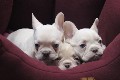 KALİTELİ FRENCH BULLDOG YAVRULAR