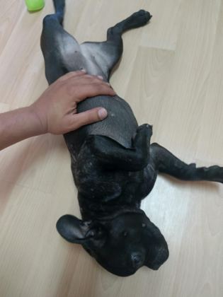 BU KALİTEDE PİYASADA FRENCH BULLDOG YOK