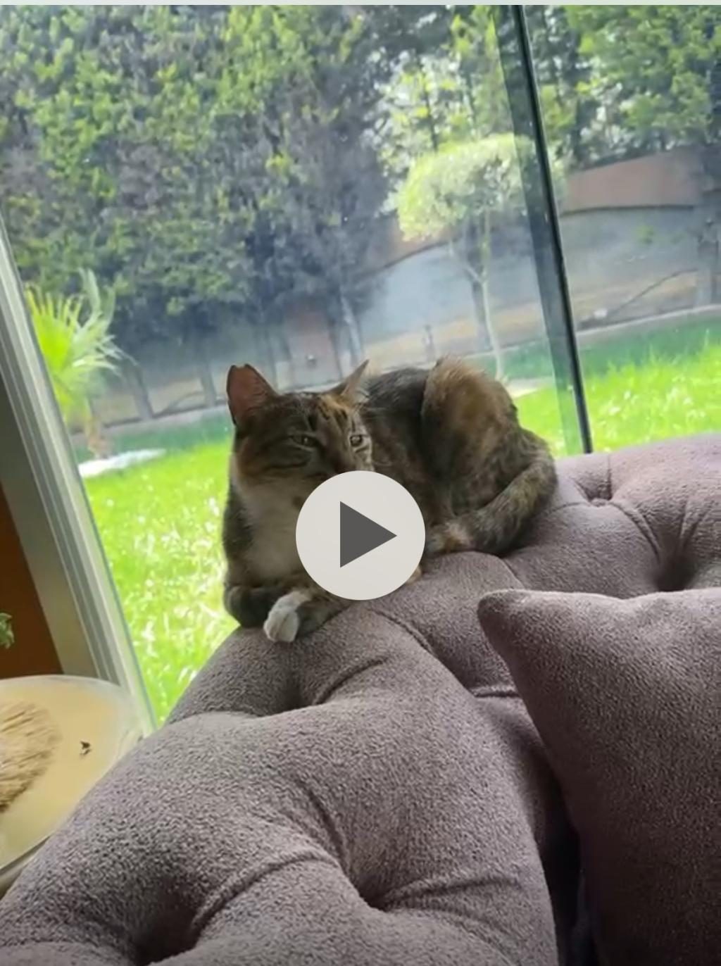 EĞİTİMLİ EV KEDİSİ KISIR