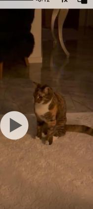 EĞİTİMLİ EV KEDİSİ KISIR