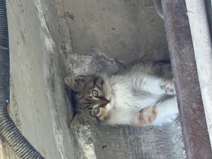 ACİL TEKİR YAVRU KEDİMİZ