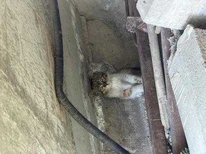 ACİL TEKİR YAVRU KEDİMİZ