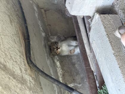 ACİL TEKİR YAVRU KEDİMİZ