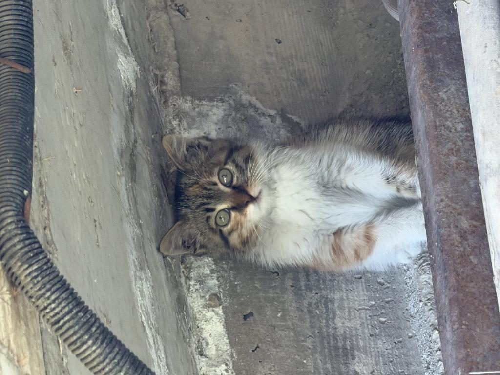 ACİL TEKİR YAVRU KEDİMİZ