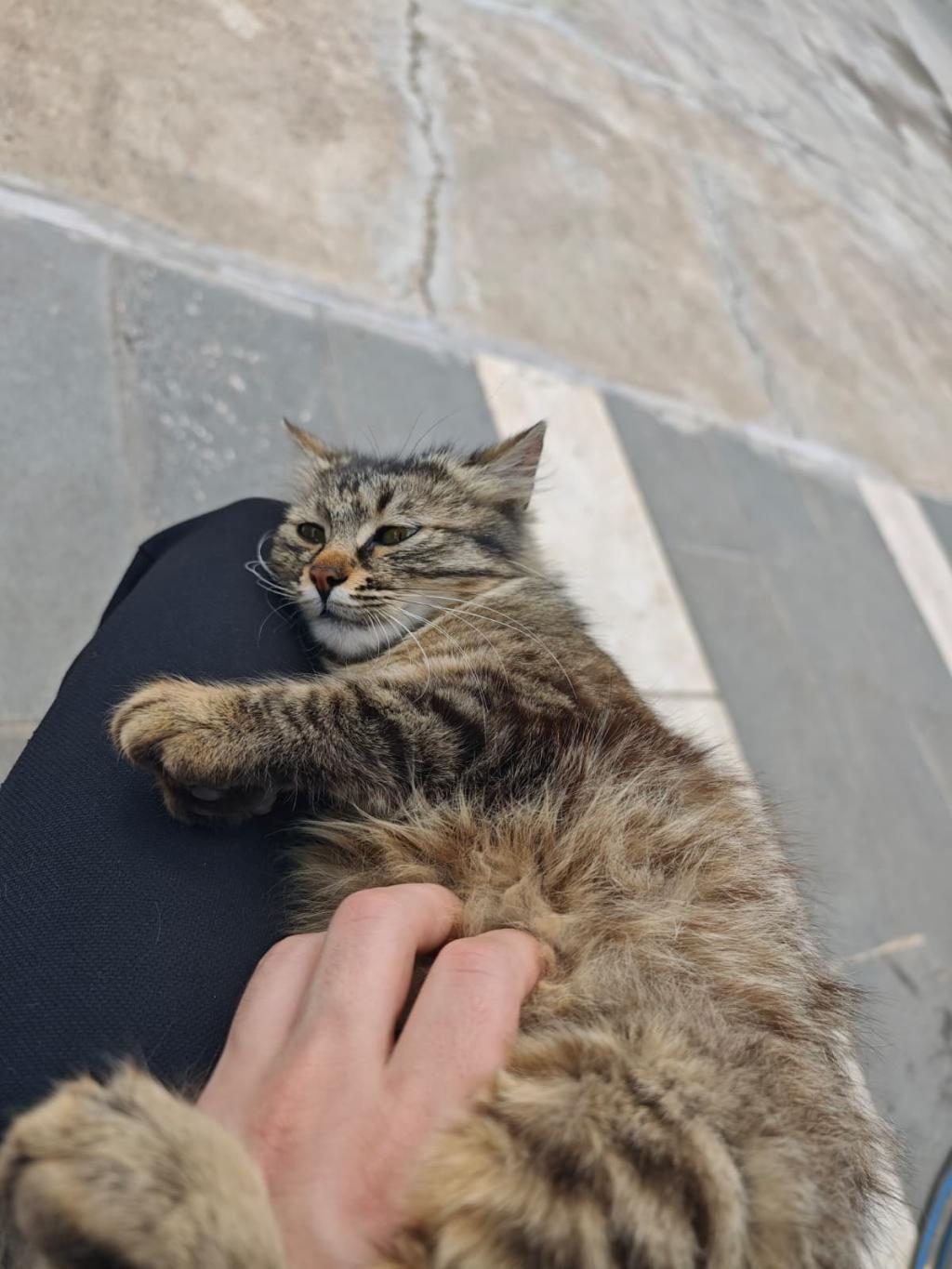 GÜZEL KEDİMİZ FISTIK İÇİN SICAK YUVASINI ARIYORUZ