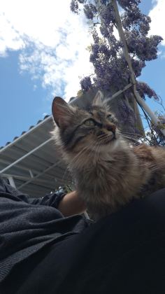 GÜZEL KEDİMİZ FISTIK İÇİN SICAK YUVASINI ARIYORUZ