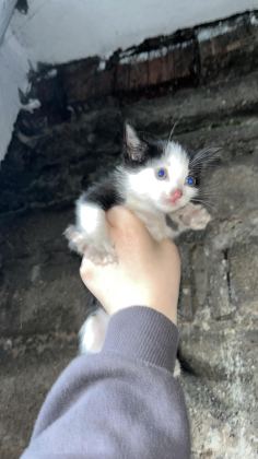 KEDİLERE ACİL YUVA ARANIYOR
