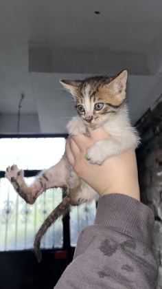 KEDİLERE ACİL YUVA ARANIYOR