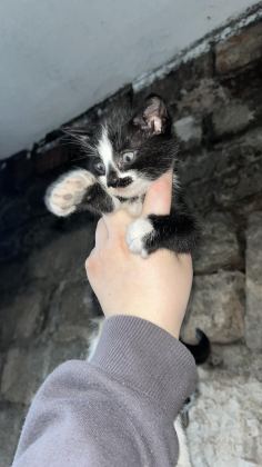 KEDİLERE ACİL YUVA ARANIYOR