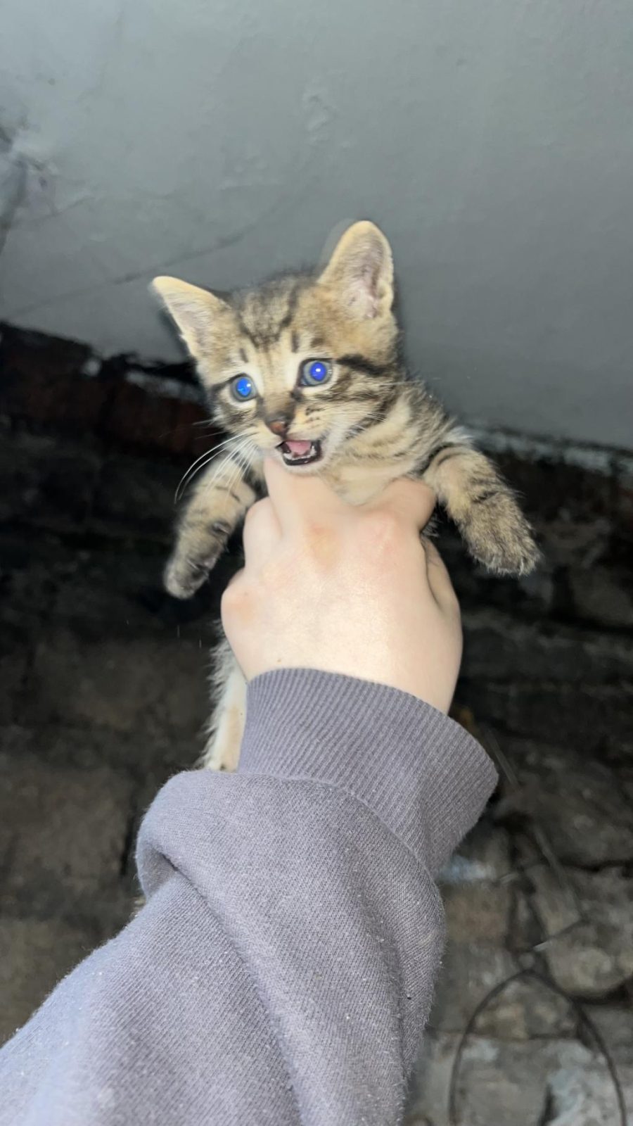 KEDİLERE ACİL YUVA ARANIYOR