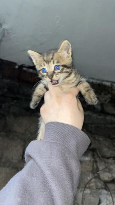 KEDİLERE ACİL YUVA ARANIYOR