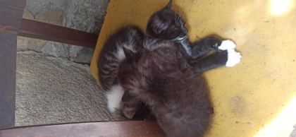2 AYLIK YAVRU KEDİLER