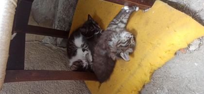 2 AYLIK YAVRU KEDİLER