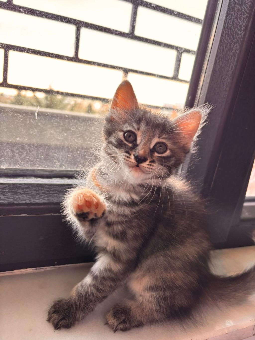 3 MİNİK TEKİR BEBEĞE ÖMÜRLÜK YUVA