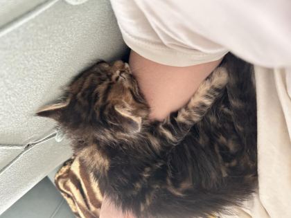 KEDİMİZE KALICI YUVA ARIYORUZ