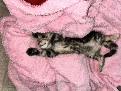 KEDİMİZE KALICI YUVA ARIYORUZ