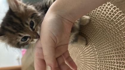 KEDİMİZE KALICI YUVA ARIYORUZ