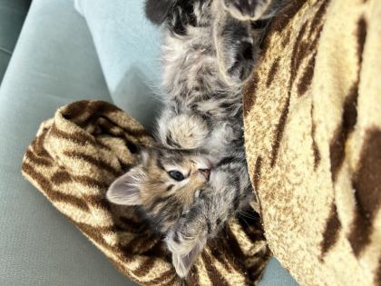 KEDİMİZE KALICI YUVA ARIYORUZ