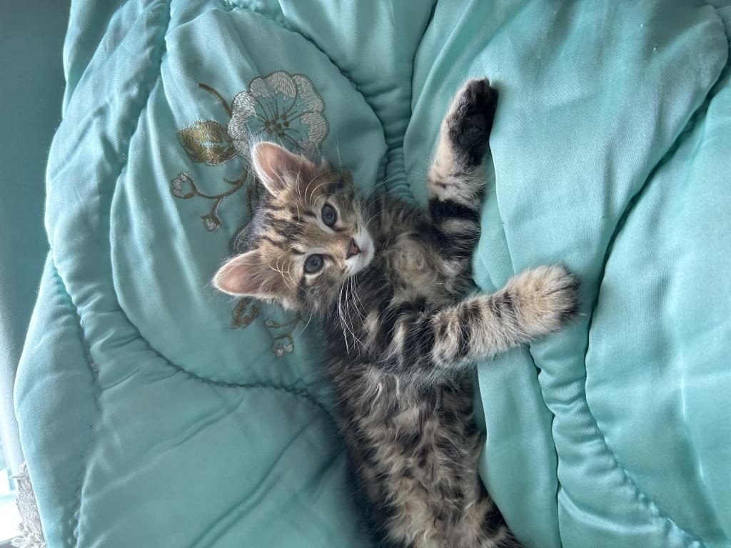 KEDİMİZE KALICI YUVA ARIYORUZ