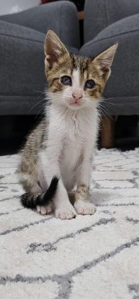 BAKIMA İHTİYACI VAR KEDİMİZİN