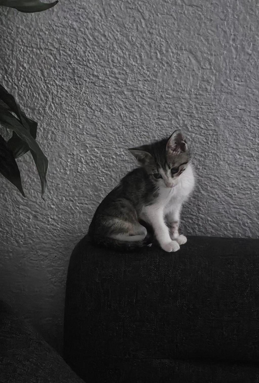 BAKIMA İHTİYACI VAR KEDİMİZİN