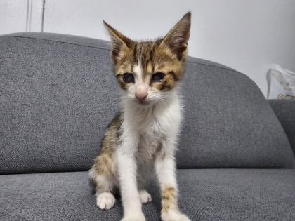 BAKIMA İHTİYACI VAR KEDİMİZİN