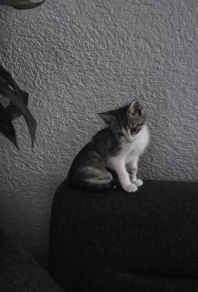 BAKIMA İHTİYACI VAR KEDİMİZİN