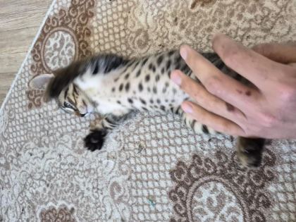 MİNİK KEDİMİZ JOJO YENİ SAHİBİNİ ARIYOR