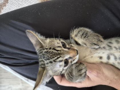 MİNİK KEDİMİZ JOJO YENİ SAHİBİNİ ARIYOR