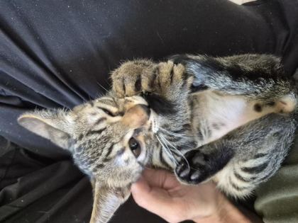 MİNİK KEDİMİZ JOJO YENİ SAHİBİNİ ARIYOR