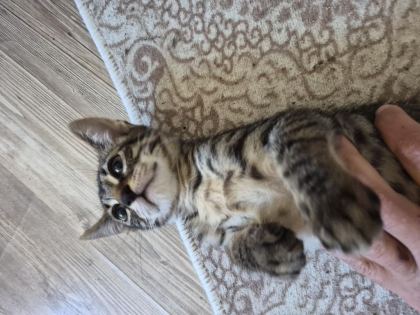 MİNİK KEDİMİZ JOJO YENİ SAHİBİNİ ARIYOR