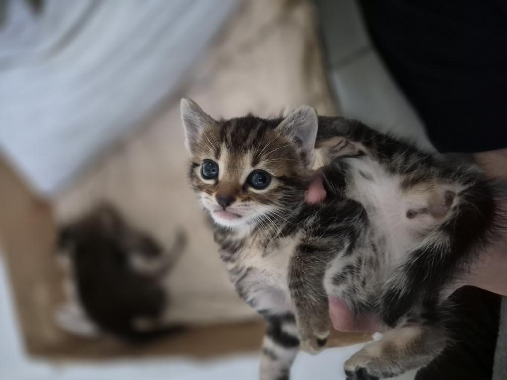 MİNİK BIDIK KEDİMİZ YENİ SAHİBİNİ ARIYOR