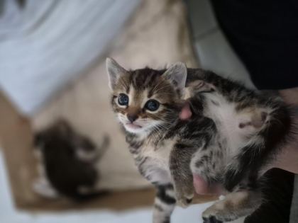 MİNİK BIDIK KEDİMİZ YENİ SAHİBİNİ ARIYOR