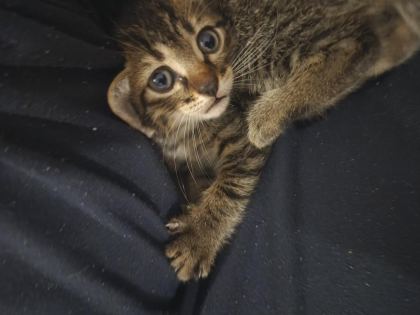 MİNİK BIDIK KEDİMİZ YENİ SAHİBİNİ ARIYOR